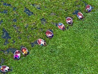 Villagers are rowing buckets to harvest water chestnut in Chahe town, Hongze district, Huai'an city, East China's Jiangsu province, in Huai'...