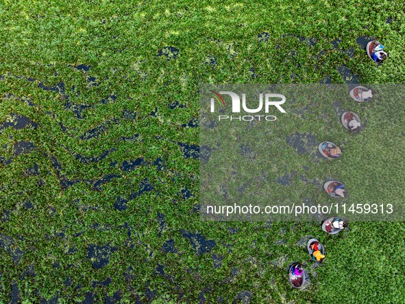 Villagers are rowing buckets to harvest water chestnut in Chahe town, Hongze district, Huai'an city, East China's Jiangsu province, in Huai'...