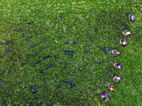 Villagers are rowing buckets to harvest water chestnut in Chahe town, Hongze district, Huai'an city, East China's Jiangsu province, in Huai'...