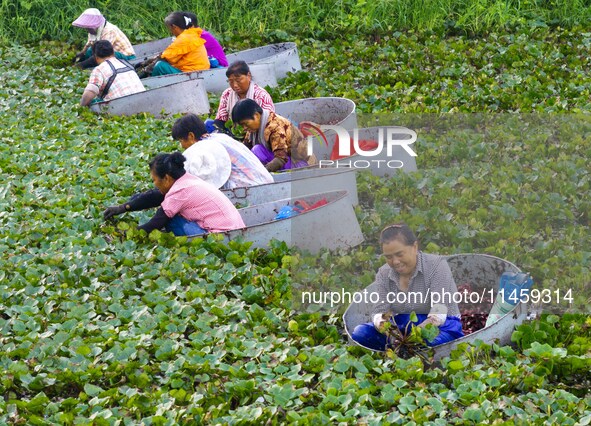 Villagers are rowing buckets to harvest water chestnut in Chahe town, Hongze district, Huai'an city, East China's Jiangsu province, in Huai'...