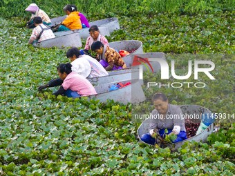 Villagers are rowing buckets to harvest water chestnut in Chahe town, Hongze district, Huai'an city, East China's Jiangsu province, in Huai'...