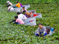 Villagers are rowing buckets to harvest water chestnut in Chahe town, Hongze district, Huai'an city, East China's Jiangsu province, in Huai'...