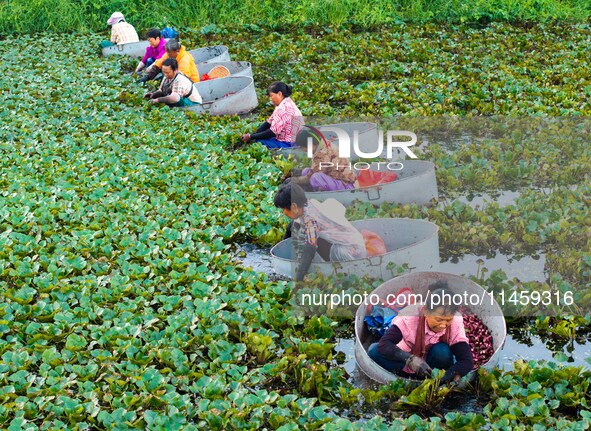 Villagers are rowing buckets to harvest water chestnut in Chahe town, Hongze district, Huai'an city, East China's Jiangsu province, in Huai'...