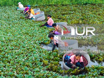 Villagers are rowing buckets to harvest water chestnut in Chahe town, Hongze district, Huai'an city, East China's Jiangsu province, in Huai'...