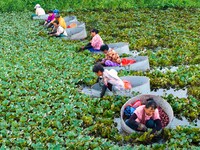 Villagers are rowing buckets to harvest water chestnut in Chahe town, Hongze district, Huai'an city, East China's Jiangsu province, in Huai'...