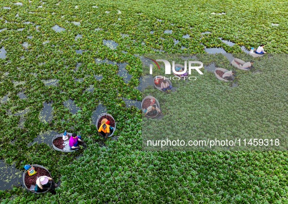 Villagers are rowing buckets to harvest water chestnut in Chahe town, Hongze district, Huai'an city, East China's Jiangsu province, in Huai'...