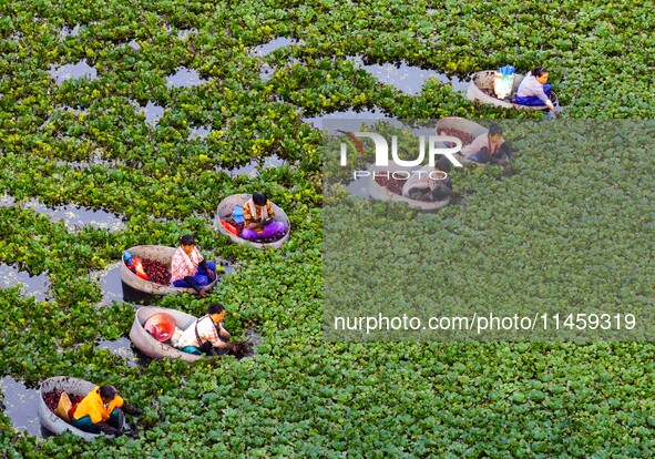 Villagers are rowing buckets to harvest water chestnut in Chahe town, Hongze district, Huai'an city, East China's Jiangsu province, in Huai'...