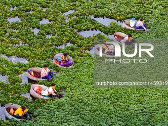 Villagers are rowing buckets to harvest water chestnut in Chahe town, Hongze district, Huai'an city, East China's Jiangsu province, in Huai'...