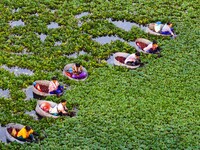 Villagers are rowing buckets to harvest water chestnut in Chahe town, Hongze district, Huai'an city, East China's Jiangsu province, in Huai'...