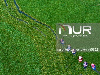 Villagers are rowing buckets to harvest water chestnut in Chahe town, Hongze district, Huai'an city, East China's Jiangsu province, in Huai'...