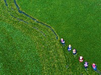 Villagers are rowing buckets to harvest water chestnut in Chahe town, Hongze district, Huai'an city, East China's Jiangsu province, in Huai'...