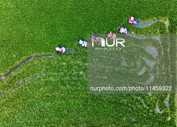 Villagers are rowing buckets to harvest water chestnut in Chahe town, Hongze district, Huai'an city, East China's Jiangsu province, in Huai'...