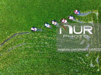 Villagers are rowing buckets to harvest water chestnut in Chahe town, Hongze district, Huai'an city, East China's Jiangsu province, in Huai'...