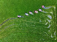 Villagers are rowing buckets to harvest water chestnut in Chahe town, Hongze district, Huai'an city, East China's Jiangsu province, in Huai'...