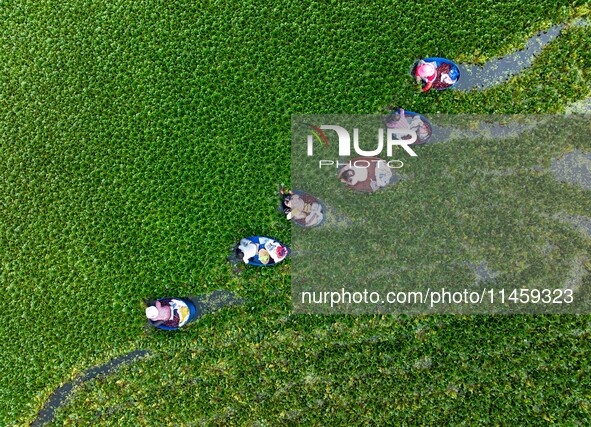 Villagers are rowing buckets to harvest water chestnut in Chahe town, Hongze district, Huai'an city, East China's Jiangsu province, in Huai'...