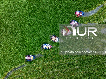 Villagers are rowing buckets to harvest water chestnut in Chahe town, Hongze district, Huai'an city, East China's Jiangsu province, in Huai'...