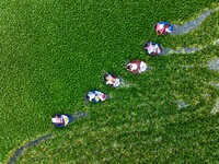 Villagers are rowing buckets to harvest water chestnut in Chahe town, Hongze district, Huai'an city, East China's Jiangsu province, in Huai'...