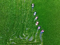 Villagers are rowing buckets to harvest water chestnut in Chahe town, Hongze district, Huai'an city, East China's Jiangsu province, in Huai'...