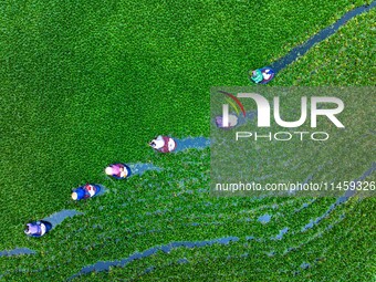 Villagers are rowing buckets to harvest water chestnut in Chahe town, Hongze district, Huai'an city, East China's Jiangsu province, in Huai'...