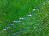 Villagers are rowing buckets to harvest water chestnut in Chahe town, Hongze district, Huai'an city, East China's Jiangsu province, in Huai'...