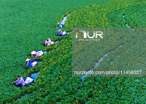 Villagers are rowing buckets to harvest water chestnut in Chahe town, Hongze district, Huai'an city, East China's Jiangsu province, in Huai'...