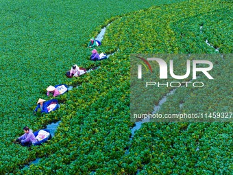 Villagers are rowing buckets to harvest water chestnut in Chahe town, Hongze district, Huai'an city, East China's Jiangsu province, in Huai'...