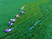 Villagers are rowing buckets to harvest water chestnut in Chahe town, Hongze district, Huai'an city, East China's Jiangsu province, in Huai'...