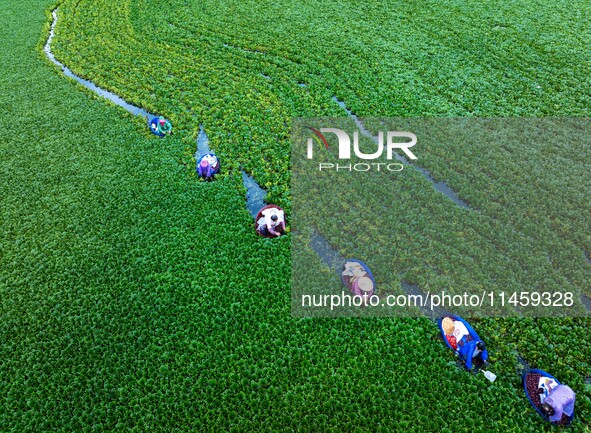 Villagers are rowing buckets to harvest water chestnut in Chahe town, Hongze district, Huai'an city, East China's Jiangsu province, in Huai'...