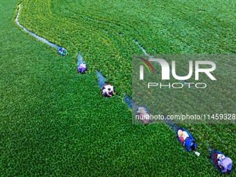 Villagers are rowing buckets to harvest water chestnut in Chahe town, Hongze district, Huai'an city, East China's Jiangsu province, in Huai'...