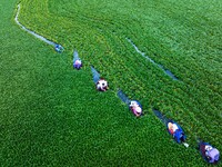 Villagers are rowing buckets to harvest water chestnut in Chahe town, Hongze district, Huai'an city, East China's Jiangsu province, in Huai'...