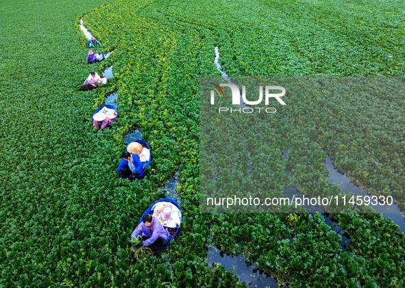 Villagers are rowing buckets to harvest water chestnut in Chahe town, Hongze district, Huai'an city, East China's Jiangsu province, in Huai'...