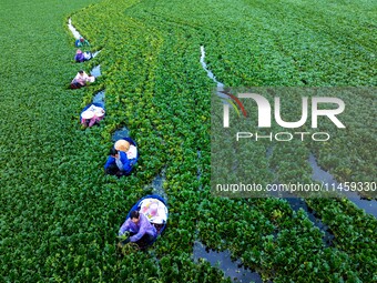 Villagers are rowing buckets to harvest water chestnut in Chahe town, Hongze district, Huai'an city, East China's Jiangsu province, in Huai'...