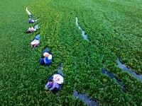 Villagers are rowing buckets to harvest water chestnut in Chahe town, Hongze district, Huai'an city, East China's Jiangsu province, in Huai'...