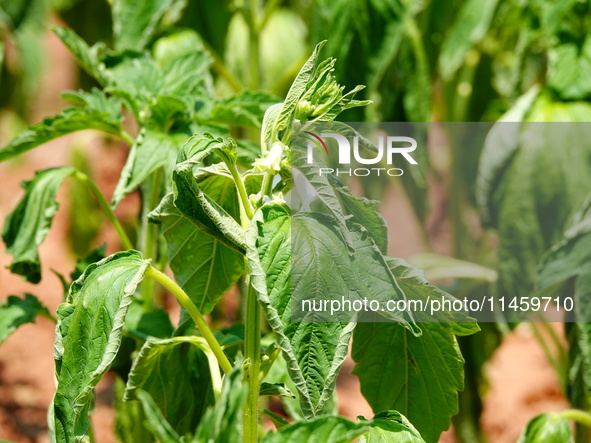 Crops are withering under high temperatures in Yichang, China, on August 7, 2024. 