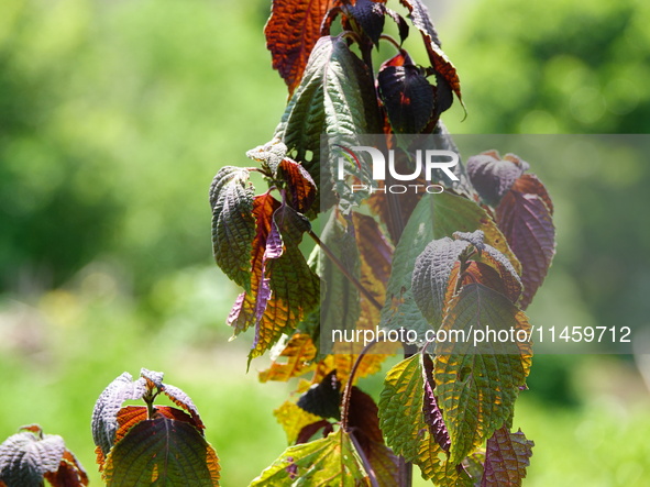 Crops are withering under high temperatures in Yichang, China, on August 7, 2024. 