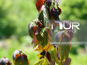 Crops are withering under high temperatures in Yichang, China, on August 7, 2024. (