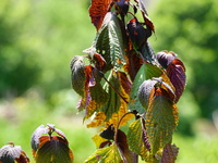 Crops are withering under high temperatures in Yichang, China, on August 7, 2024. (