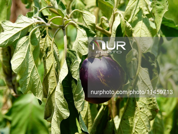 Crops are withering under high temperatures in Yichang, China, on August 7, 2024. 