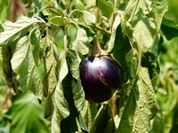 Crops are withering under high temperatures in Yichang, China, on August 7, 2024. (