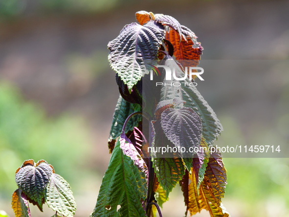 Crops are withering under high temperatures in Yichang, China, on August 7, 2024. 