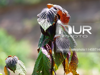 Crops are withering under high temperatures in Yichang, China, on August 7, 2024. (