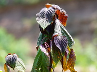 Crops are withering under high temperatures in Yichang, China, on August 7, 2024. (