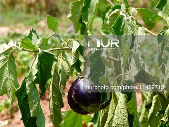 Crops are withering under high temperatures in Yichang, China, on August 7, 2024. 