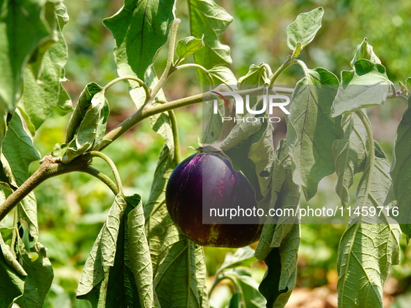 Crops are withering under high temperatures in Yichang, China, on August 7, 2024. 