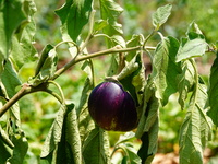 Crops are withering under high temperatures in Yichang, China, on August 7, 2024. (