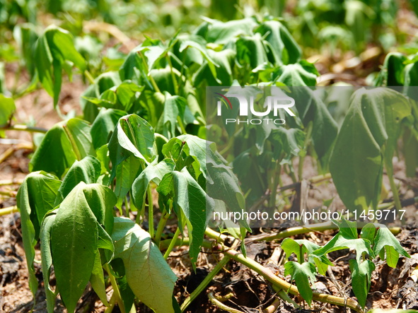 Crops are withering under high temperatures in Yichang, China, on August 7, 2024. 