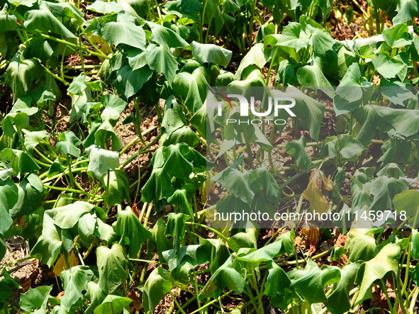 Crops are withering under high temperatures in Yichang, China, on August 7, 2024. 