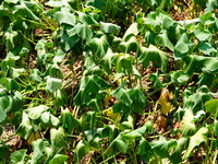 Crops are withering under high temperatures in Yichang, China, on August 7, 2024. (