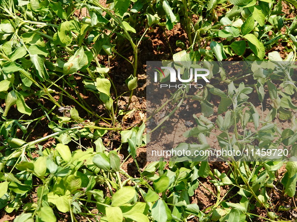 Crops are withering under high temperatures in Yichang, China, on August 7, 2024. 