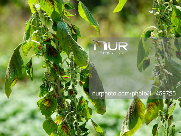 Crops are withering under high temperatures in Yichang, China, on August 7, 2024. 